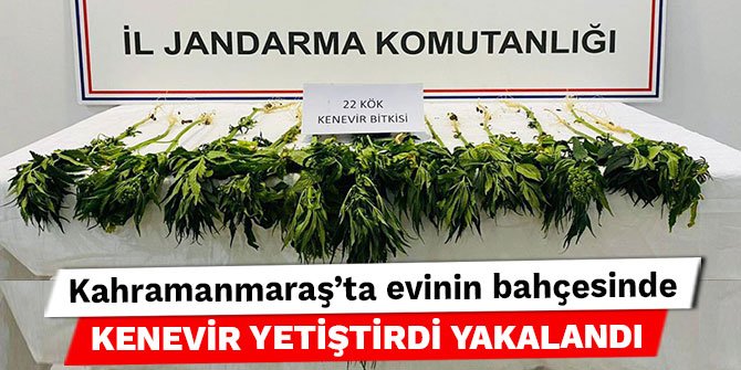 Kahramanmaraş’ta evinin bahçesinde kenevir yetiştirdi yakalandı