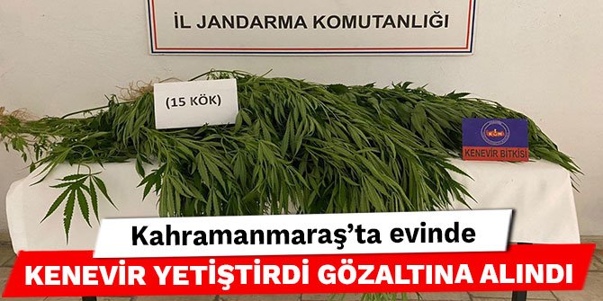 Kahramanmaraş’ta evinde kenevir yetiştirdi gözaltına alındı