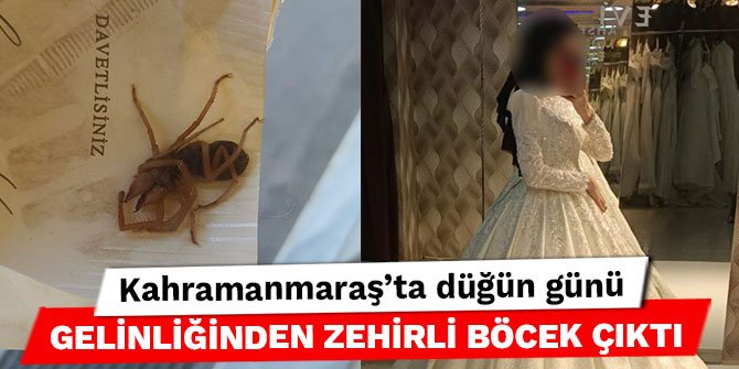 Kahramanmaraş’ta düğün günü gelinliğinden zehirli böcek çıktı