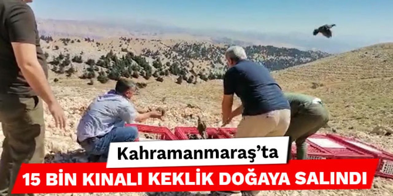 Kahramanmaraş’ta 15 bin kınalı keklik doğaya salındı