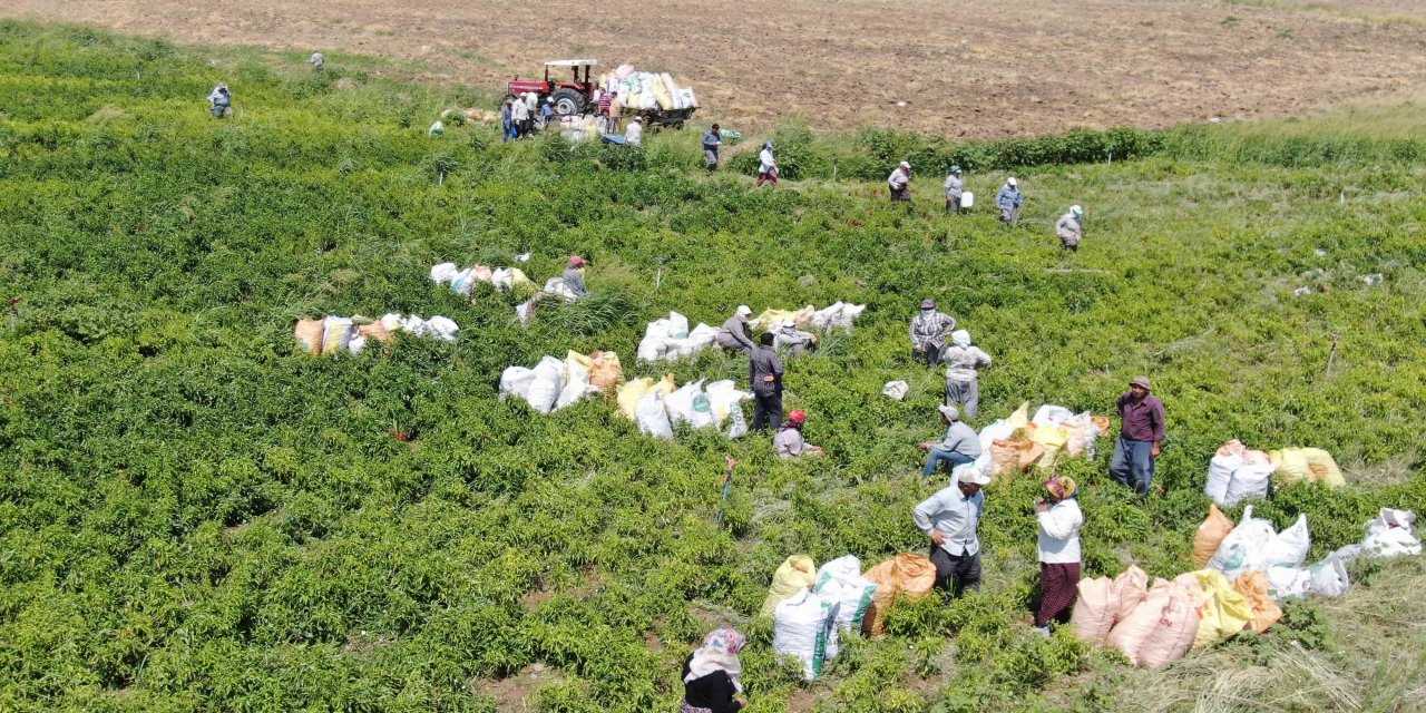 Kahramanmaraş’ta fide desteği çiftçiye bereket oldu