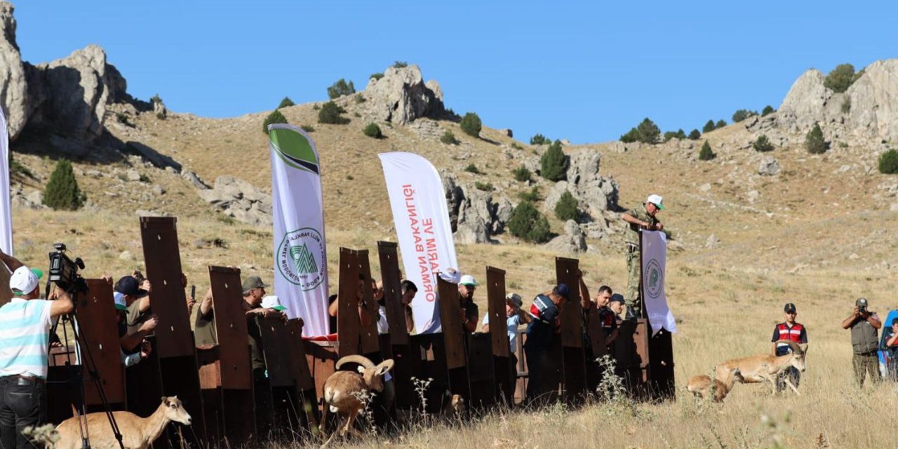 Yaban koyunlarının yeni yurdu Kahramanmaraş oldu