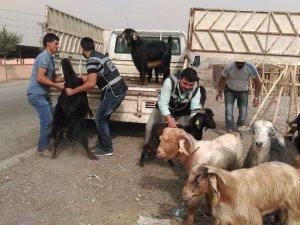 KAHRAMANMARAŞ'TA KEÇİ HIRSIZLARI YAKALANDI