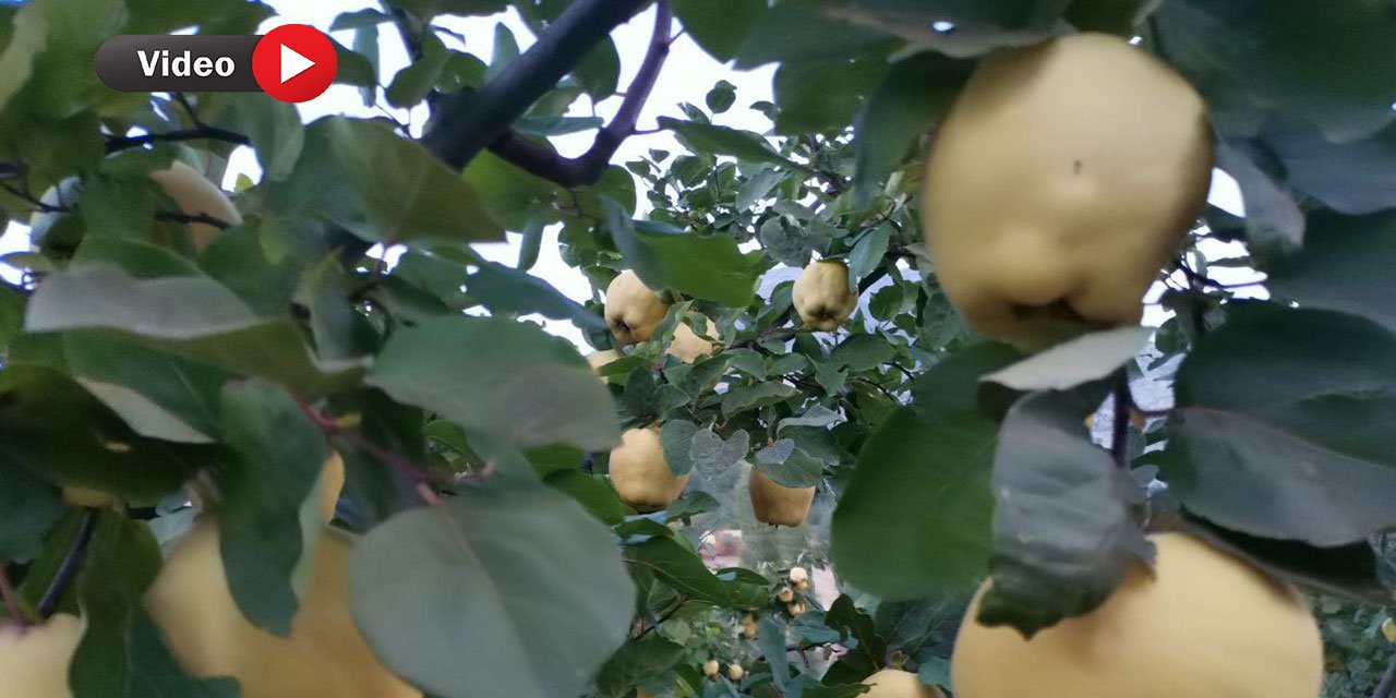 Kahramanmaraş’ta Ayva Hasadına Başlandı