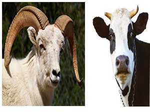 Aman kurban alırken dikkat!