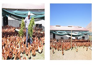 Haber'den etkilendi çiftlik kurdu!