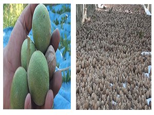 Ceviz yüzleri güldürdü