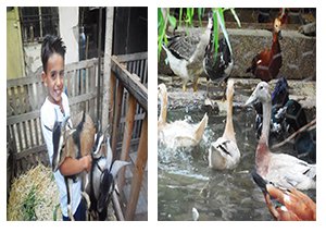 Evini hayvanat bahçesine çevirdi