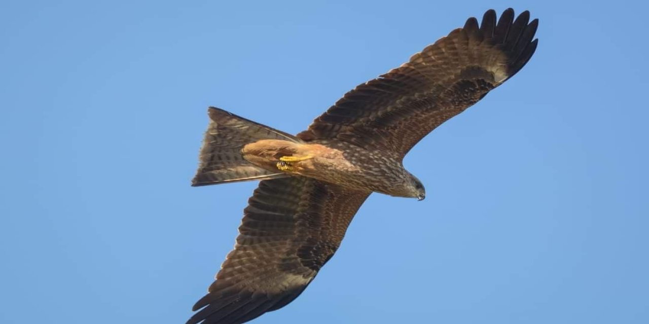 Kahramanmaraş’ta Kara Çaylak Görüntülendi