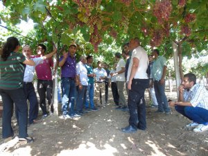 Modern bağcılıkta gelinen son nokta!