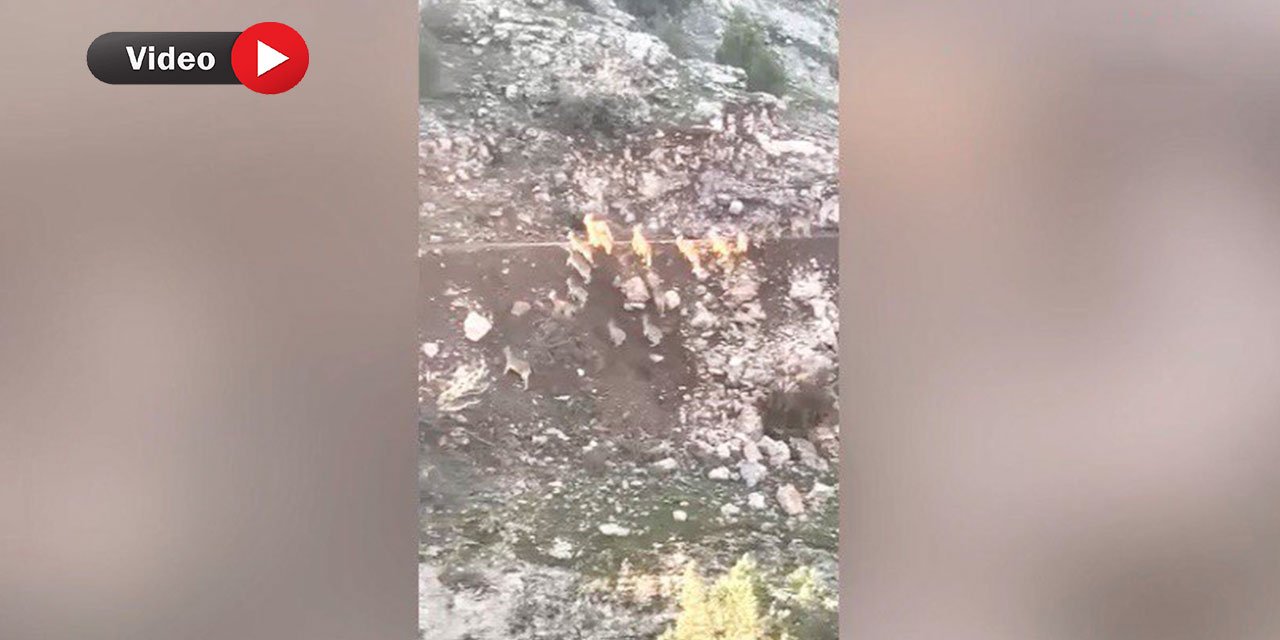 Kahramanmaraş'ta Deprem Anında Dağ Keçilerinin Kaçışı Kamerada