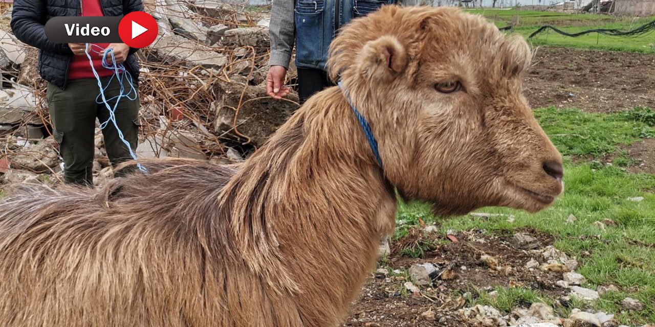 Kahramanmaraş’ta Kınalı Keçi 47'nci Günde Enkazdan Sağ Çıktı