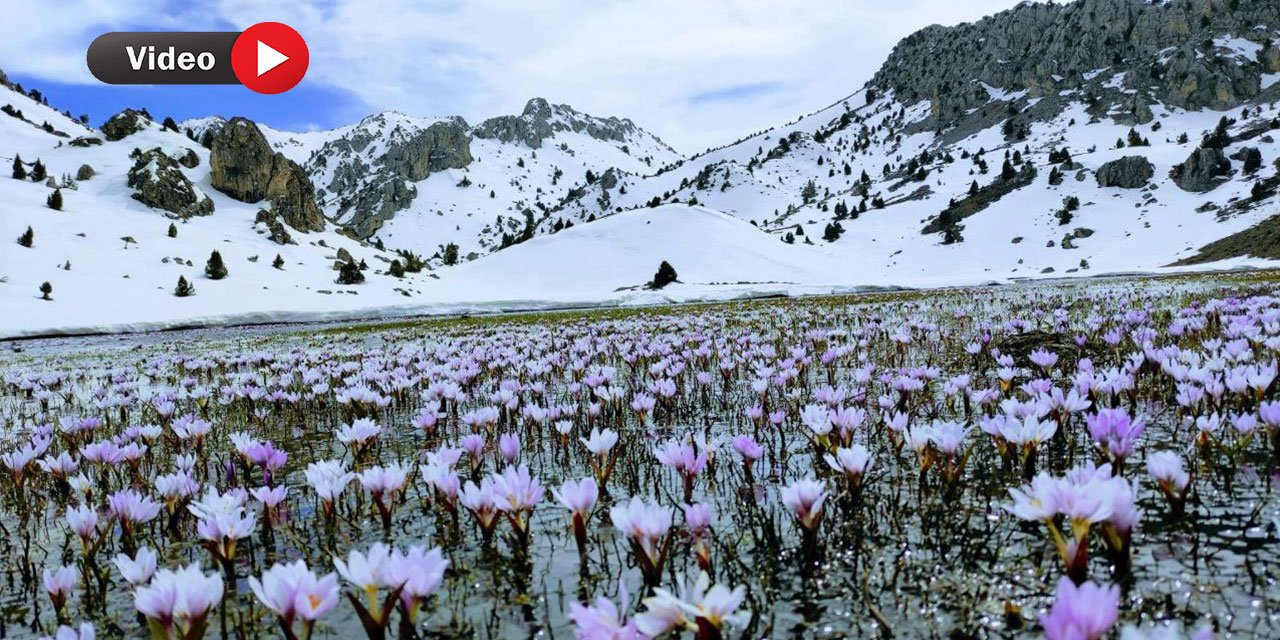 Kahramanmaraş’ta Nilüfer ve Kardelen Çiçekleri Öksüz Kaldı