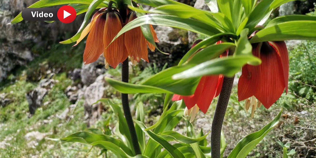 Kahramanmaraş’ta Ters Laleler Yüzünü Gösterdi