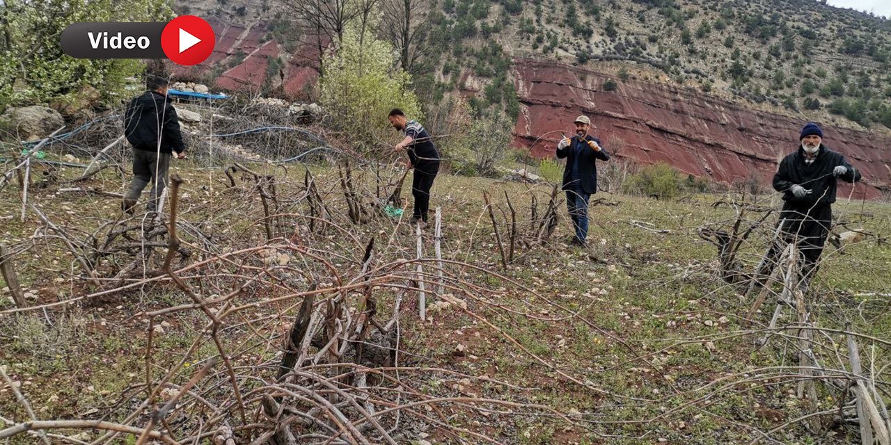 Deprem bölgesi Kahramanmaraş'ta Bağ Budama Mesaisi Başladı
