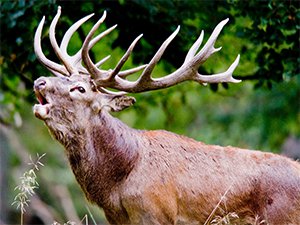Sezonun ilk 'Kızıl Geyik Avı' yapıldı