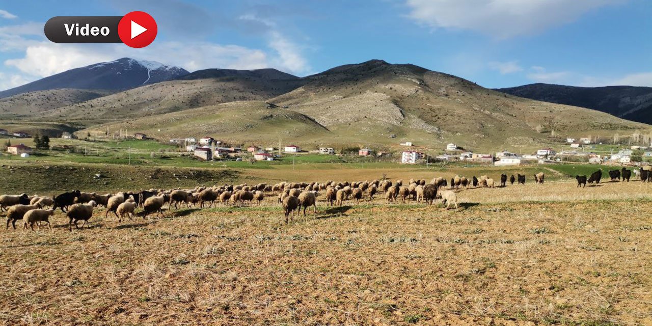 Kahramanmaraş’ta Göçerler Yaylaya Çıktı