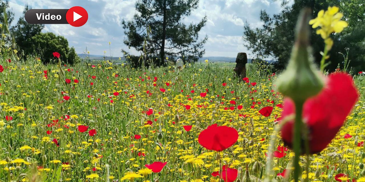 Kahramanmaraş’ta Sümbül ve Gelincik Çiçeklerinin Görsel Şöleni