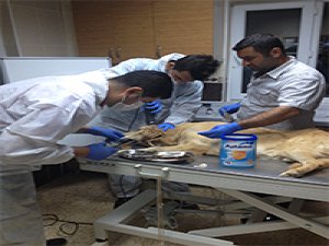 Barınak değil “Acil Servis”