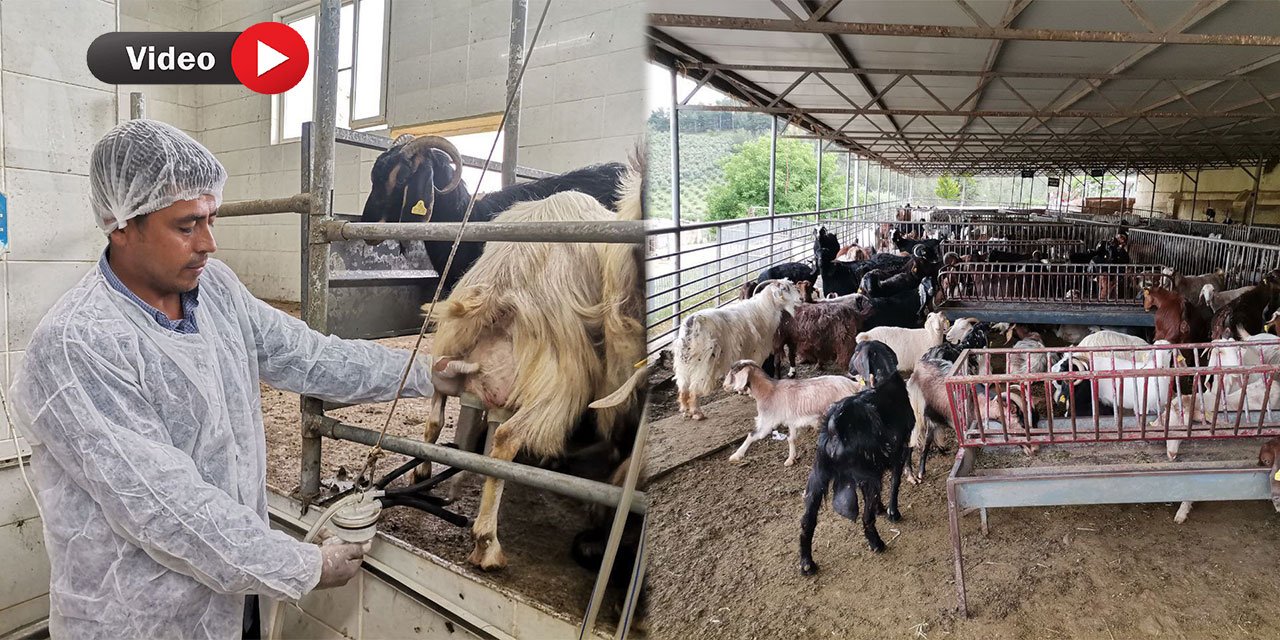 Kahramanmaraş’ta Keçi Üretimi Yeniden Başladı