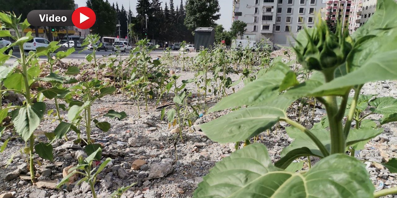 Kahramanmaraş’ta Enkazlar Çiçek Açtı
