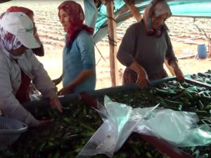 Çiftçiye salatalık müjdesi!