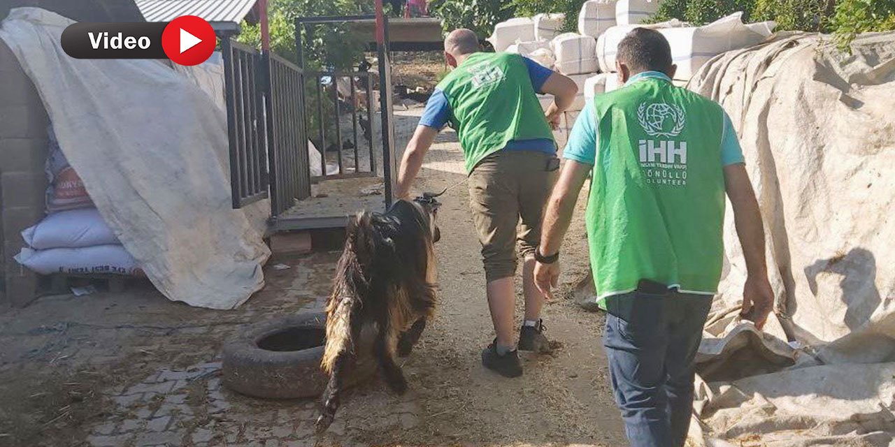 Kahramanmaraş'ta İHH’dan Depremde Yetim Kalan Ailelere Canlı Kurban Bağışı