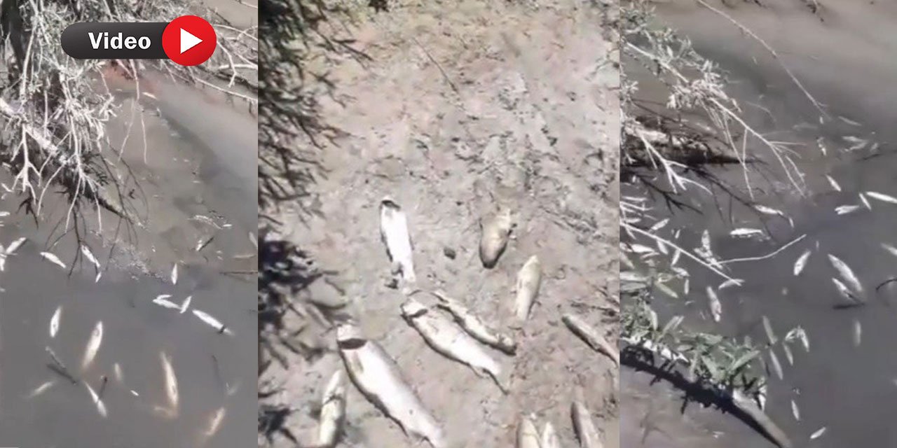 Kahramanmaraş’ta Toplu Balık Ölümleriyle İlgili İnceleme Başlatıldı