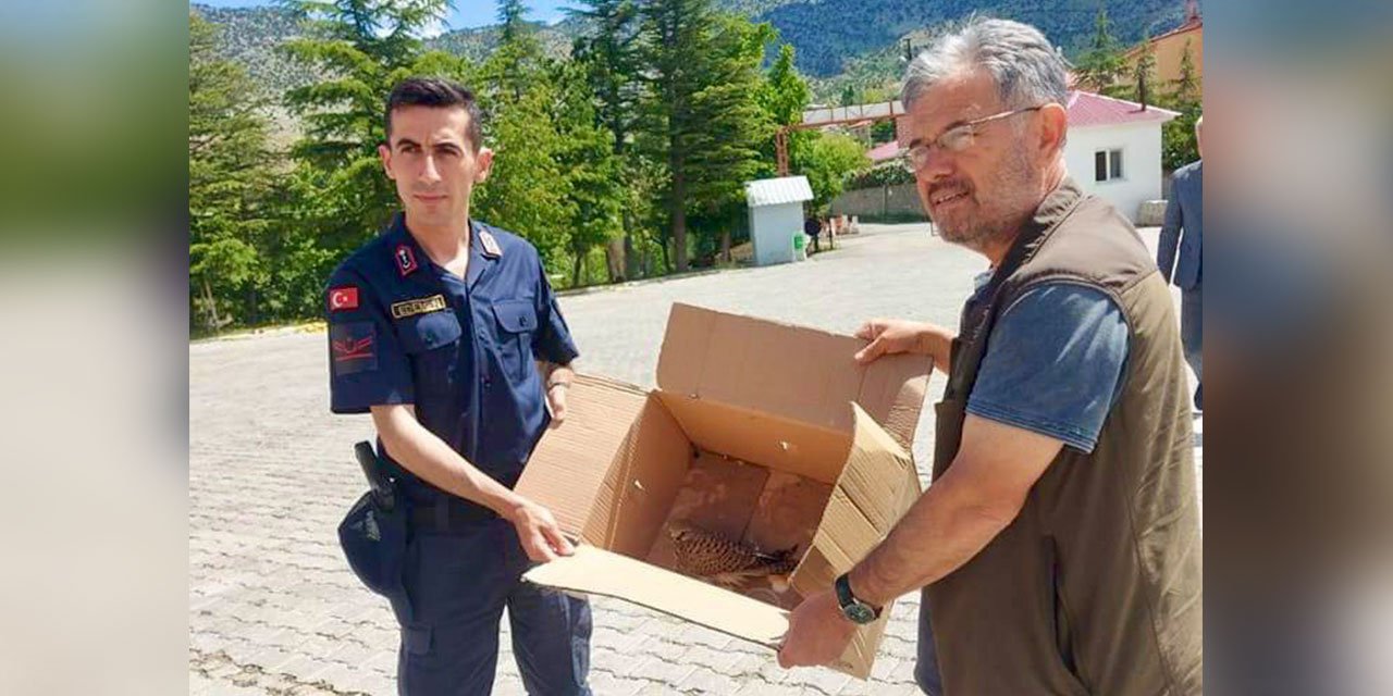 Kahramanmaraş'ta Yaralı Kerkenez Yavrusuna Jandarma Sahip Çıktı