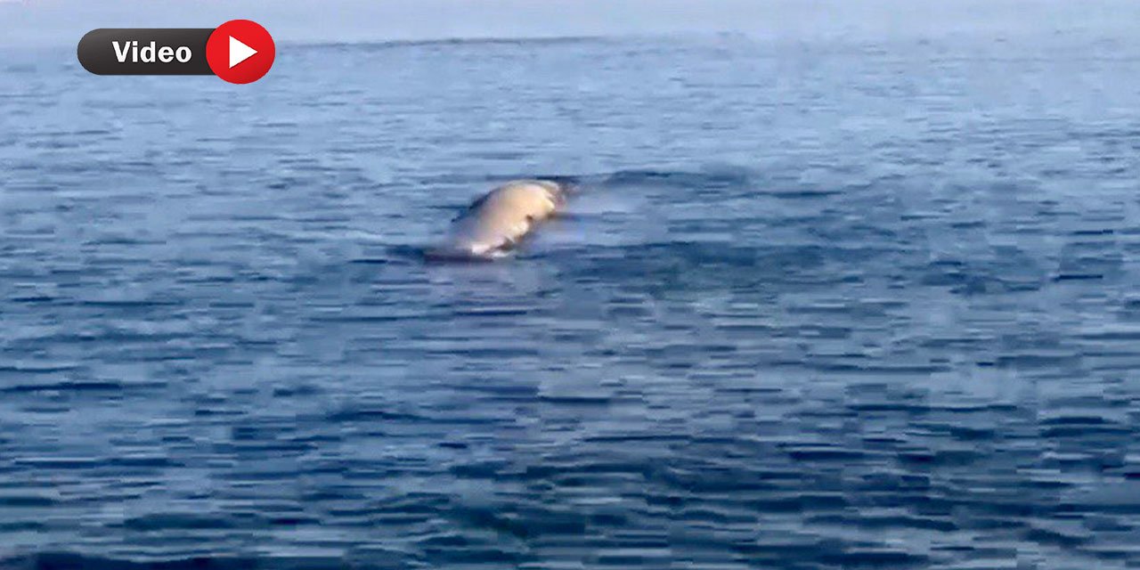 İlginç Olay: Balina Sandılar Bakın Ne Çıktı?