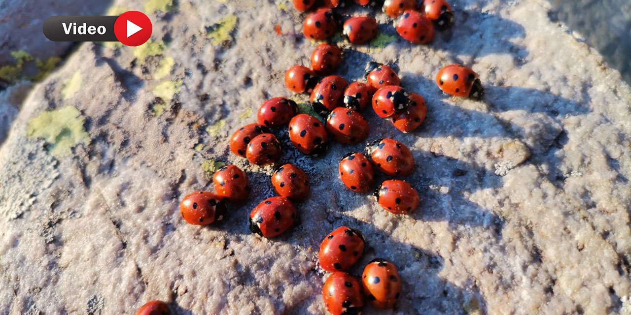 Kahramanmaraş'ta Uğur Böcekleri Görsel Şölen Sunuyor