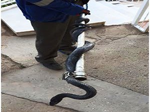 Kahramanmaraş'ta ev ve iş yerlerini yılan bastı!