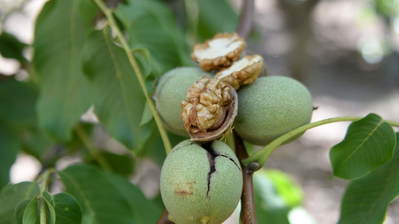 Kahramanmaraş'ta Ceviz Fiyatları Patladı: Gümrük Vergisi Kararı Sonrası Son Durum!