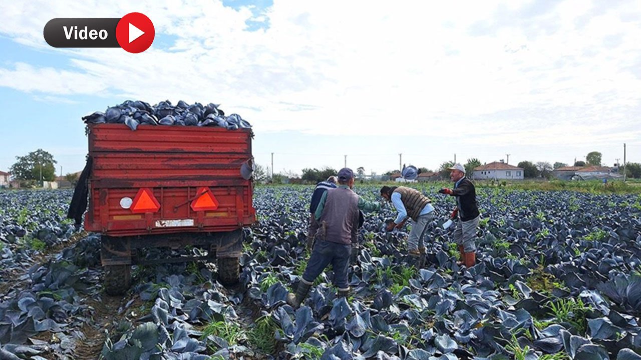 Doğanın Şöleni: 200 Bin Ton Kırmızılahana Hasadı! Kahramanmaraş Dahil 7 İlde Yok Satıyor