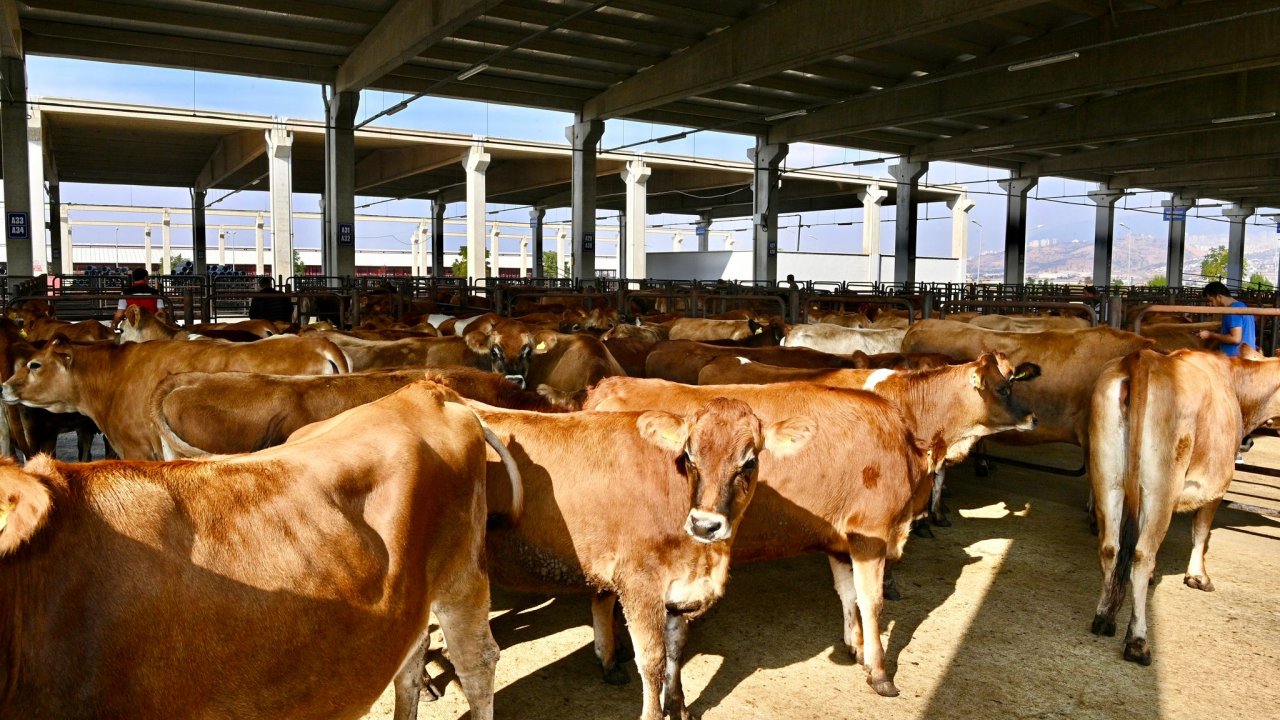 Ücretsiz Büyükbaş Hayvan Teslimatı: Kahramanmaraş'ta Depremzedelere Yardım Eli!