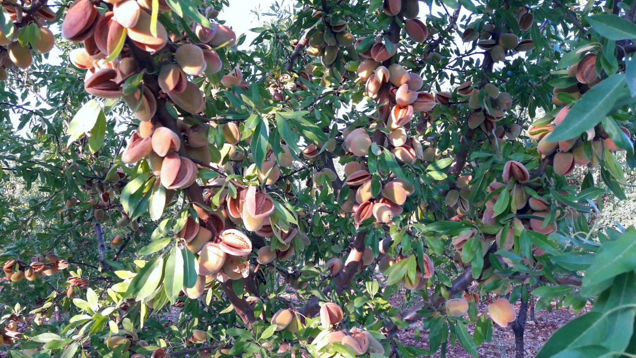Kahramanmaraş’ta Yatırım Fırsatı! Uygun Fiyatlı Badem Bahçesi