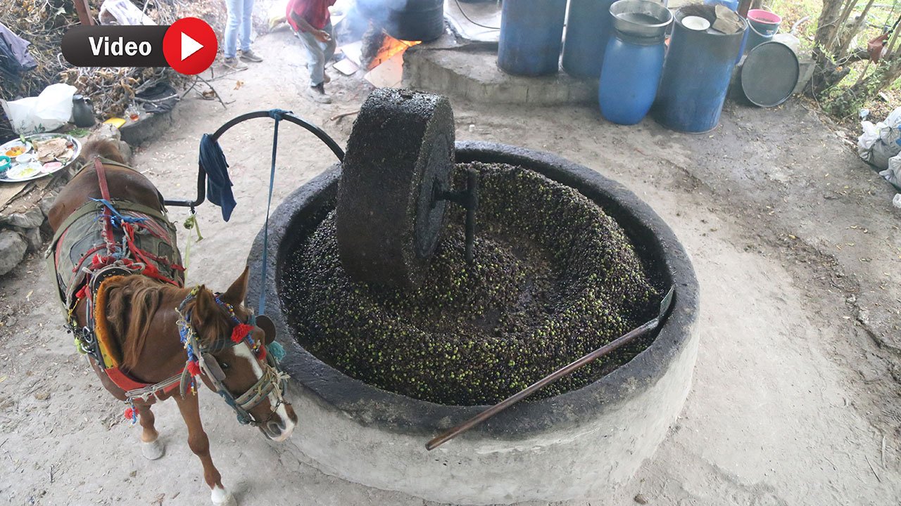 Atın Çektiği Taş Değirmen, Zeytinyağında Lezzeti ve Kaliteyi Artırıyor