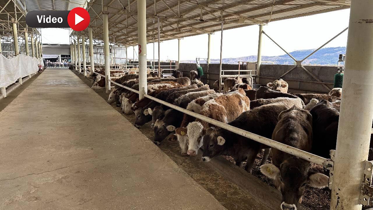 Depremde Zarar Gören Yetiştiricilere 1095 Büyükbaş Hayvan Dağıtımı