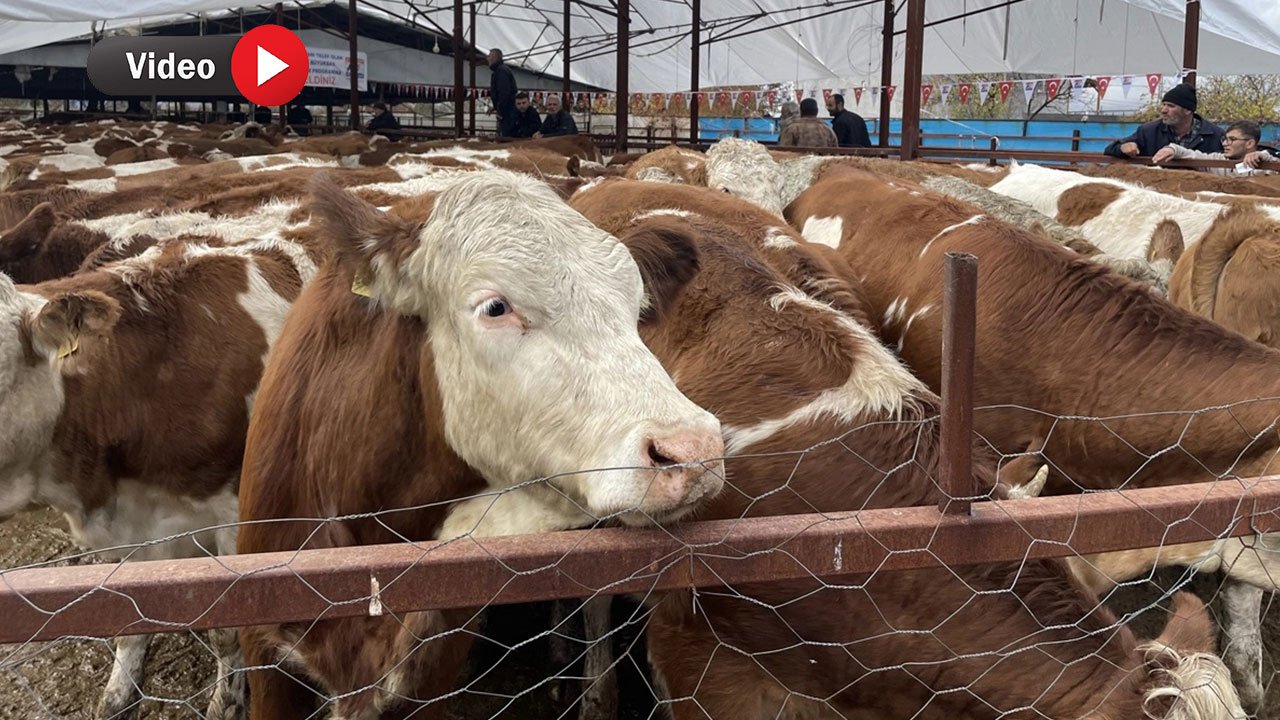 Depremzede Besicilere Umut: Büyükbaş Hayvan ve Sıvat Dağıtıldı!