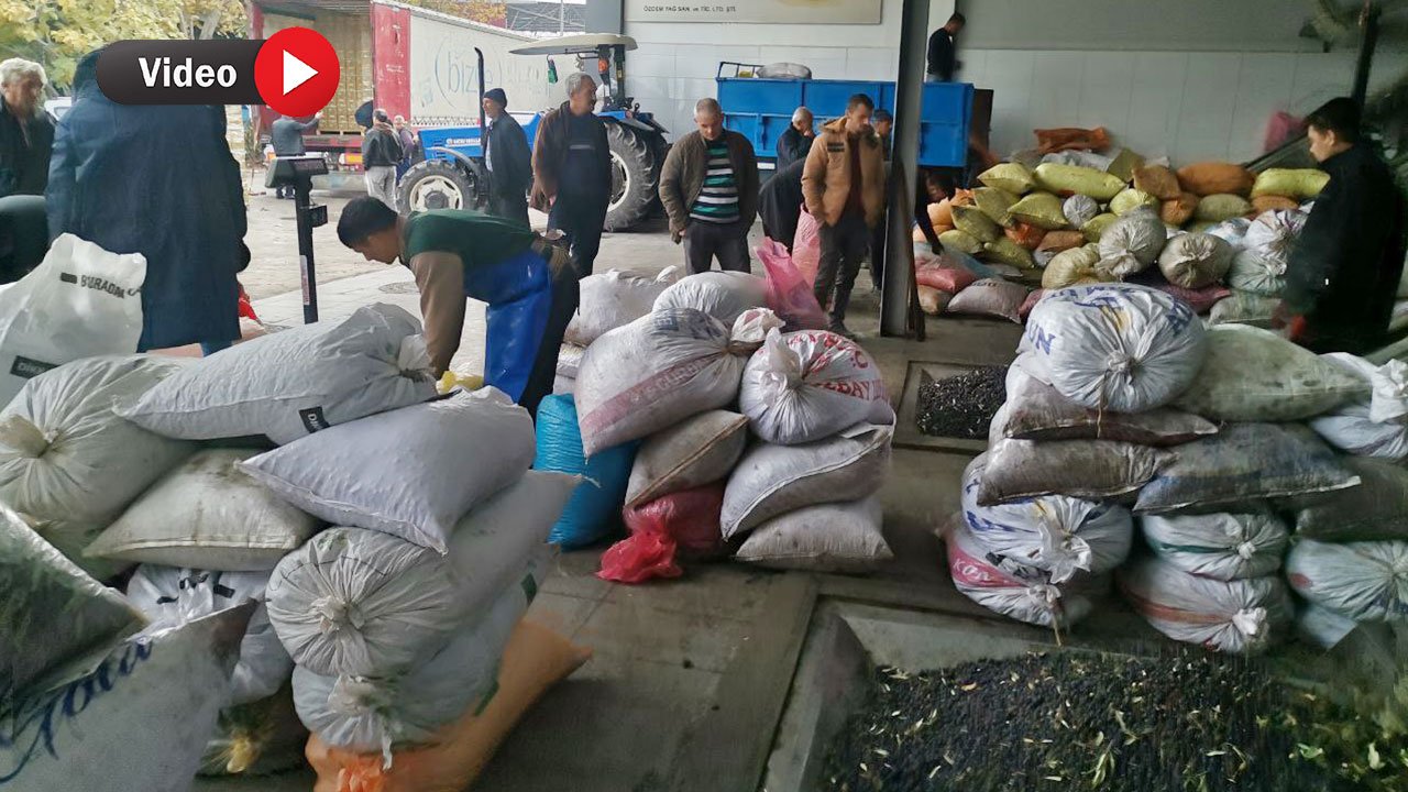 Kahramanmaraş’ta Depremzede Çiftçilerden 15 Bin Ton Zeytinyağı