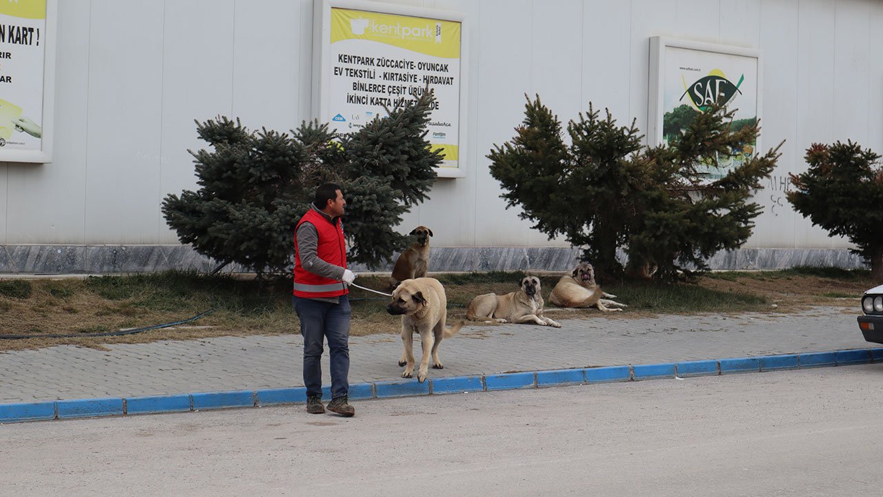 Elbistan'da Sahipsiz Hayvanlar Belediye Ekiplerince Toplanıyor