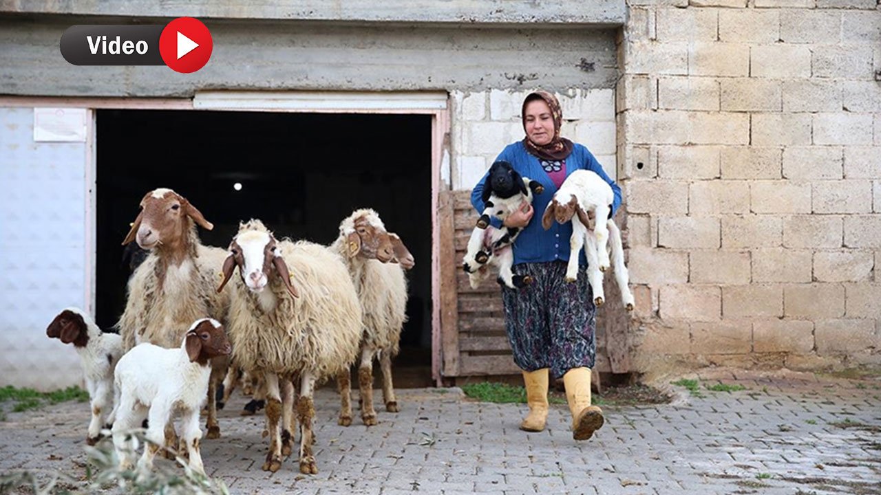 Kadın Besici 3 Yılda Hayvan Sayısını 17'den 91'e Çıkardı