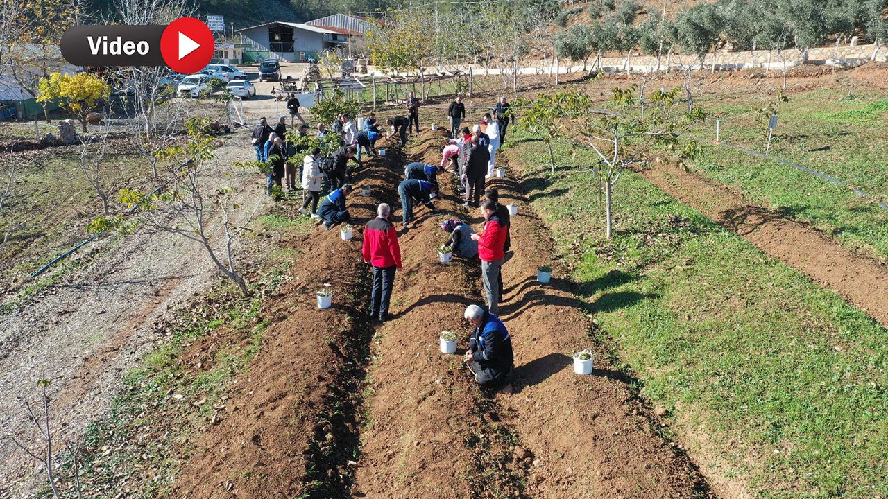 Dondurma Tutkunlarına Müjde: Maraş Dondurması İçin Salep Fideleri Ekildi!