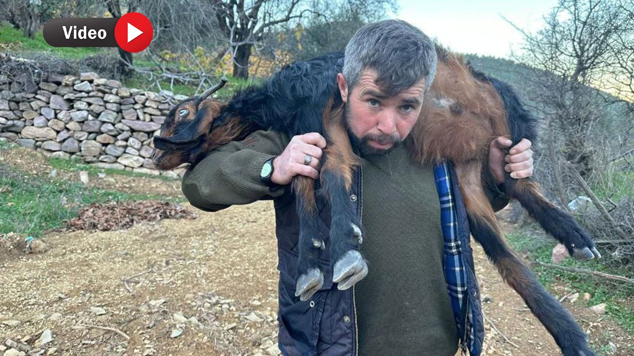 Sisli Havadan Gelen Tehlike: 25 Keçi Kurtlar Tarafından Telef Edildi!