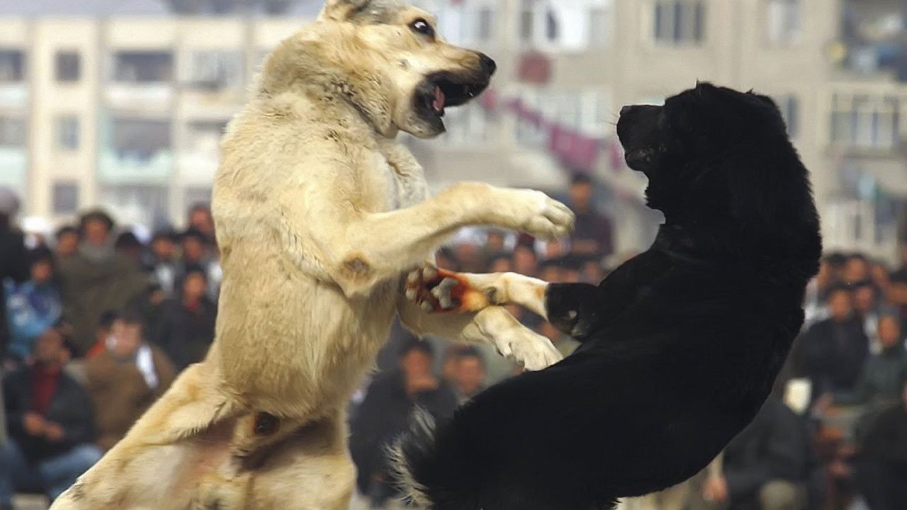 Seyircilere de cezalar var! Kahramanmaraş'ta köpek dövüşçülerine toplam 83.400 tl ceza