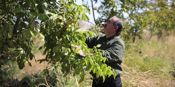 Kahramanmaraş'ta "Ceviz ağaçlarının koronavirüsü"ne karşı önlem çağrısı