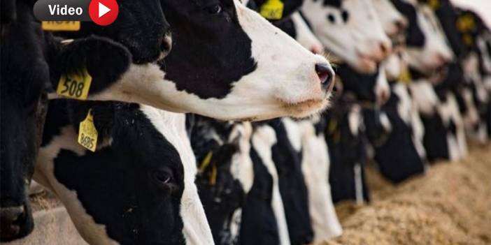 Kahramanmaraş Depremleri Sonrası 5 Bin 804 Hayvan Dağıtılacak!