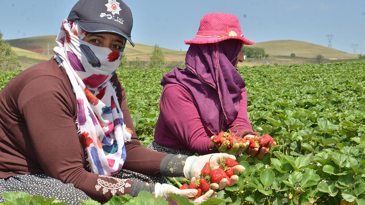 aa-20240619-34917004-34916990-kahramanmarasin-kirac-topraklari-cilek-uretimiyle-canlaniyor.jpg