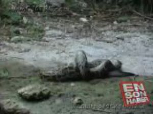 Piton timsahı diri diri yuttu