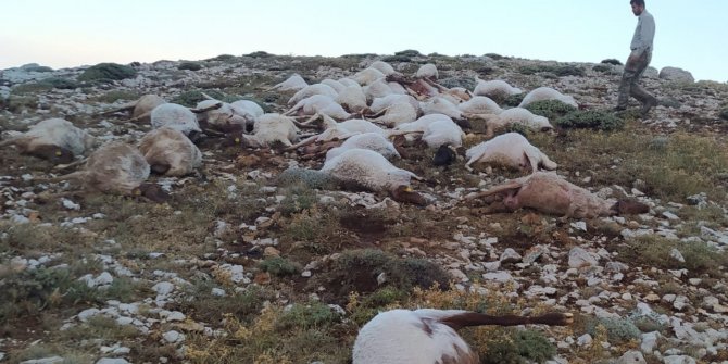 Kahramanmaraş’ta yıldırım düştü 82 koyun telef oldu